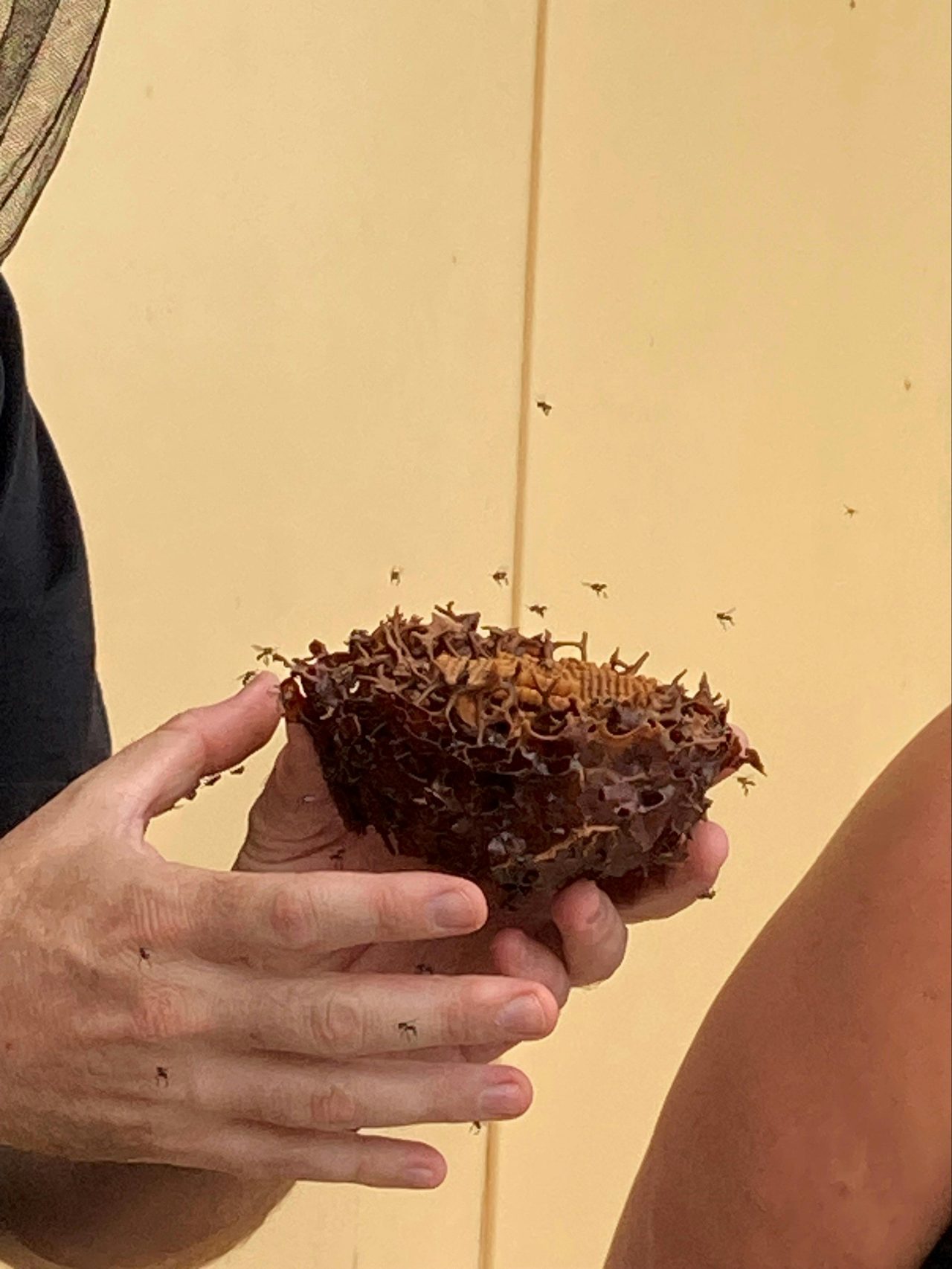 Native Bee Brood with Native Bees