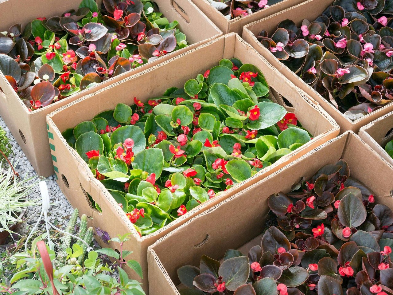 Iluka market plants