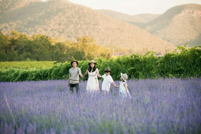Lavender Field Walk and Tour