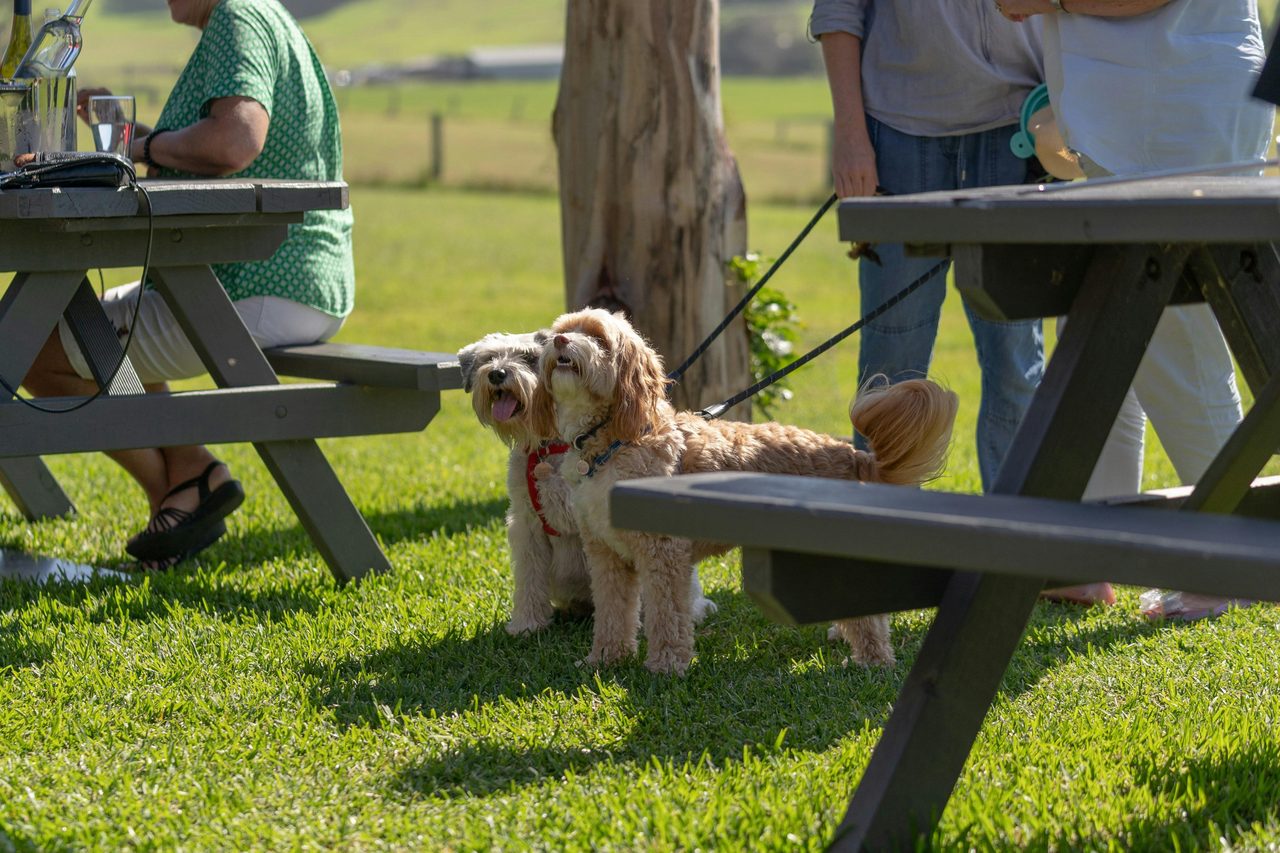 Dog Friendly