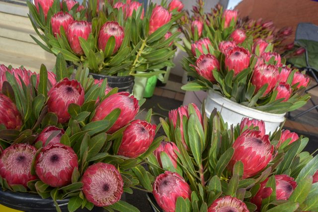Junee Rotary Farmers Markets