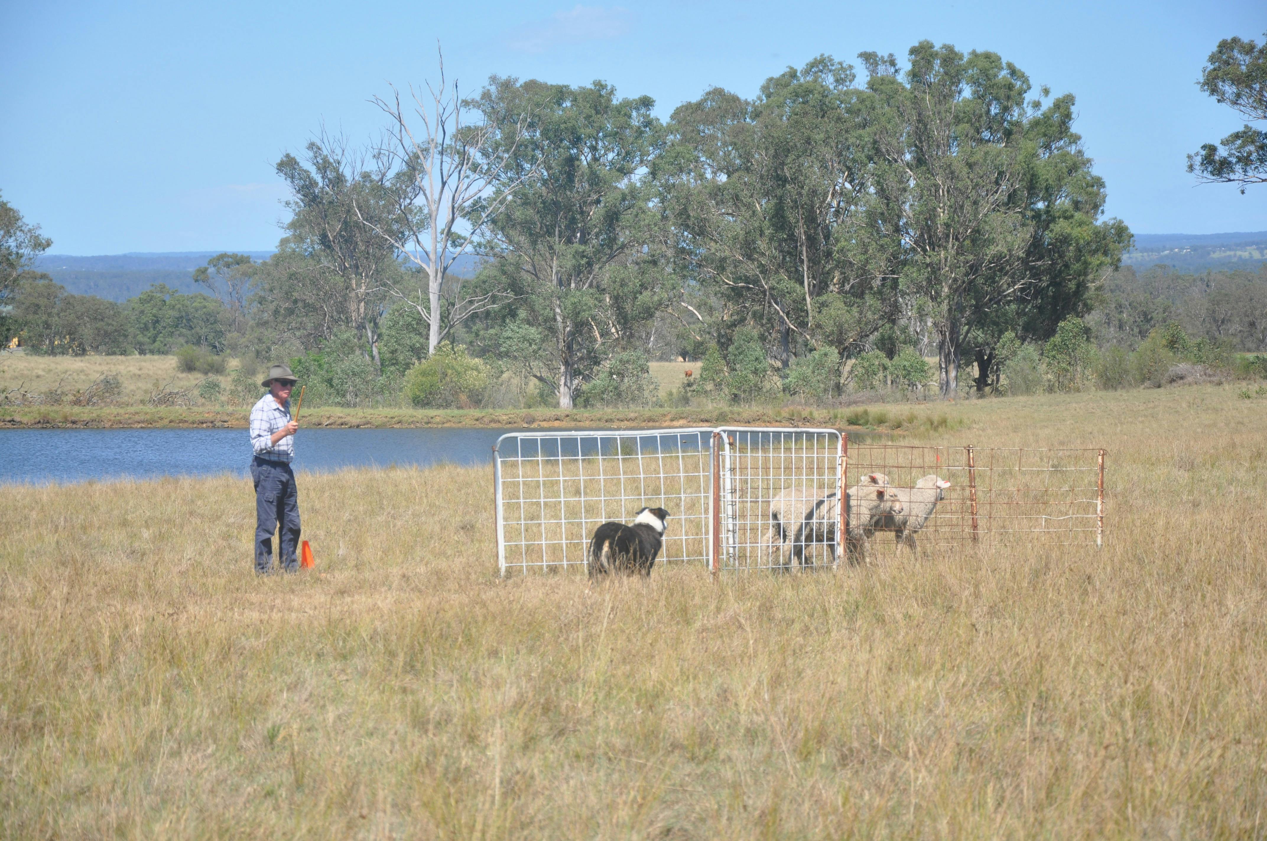 Sheep Dog Trials