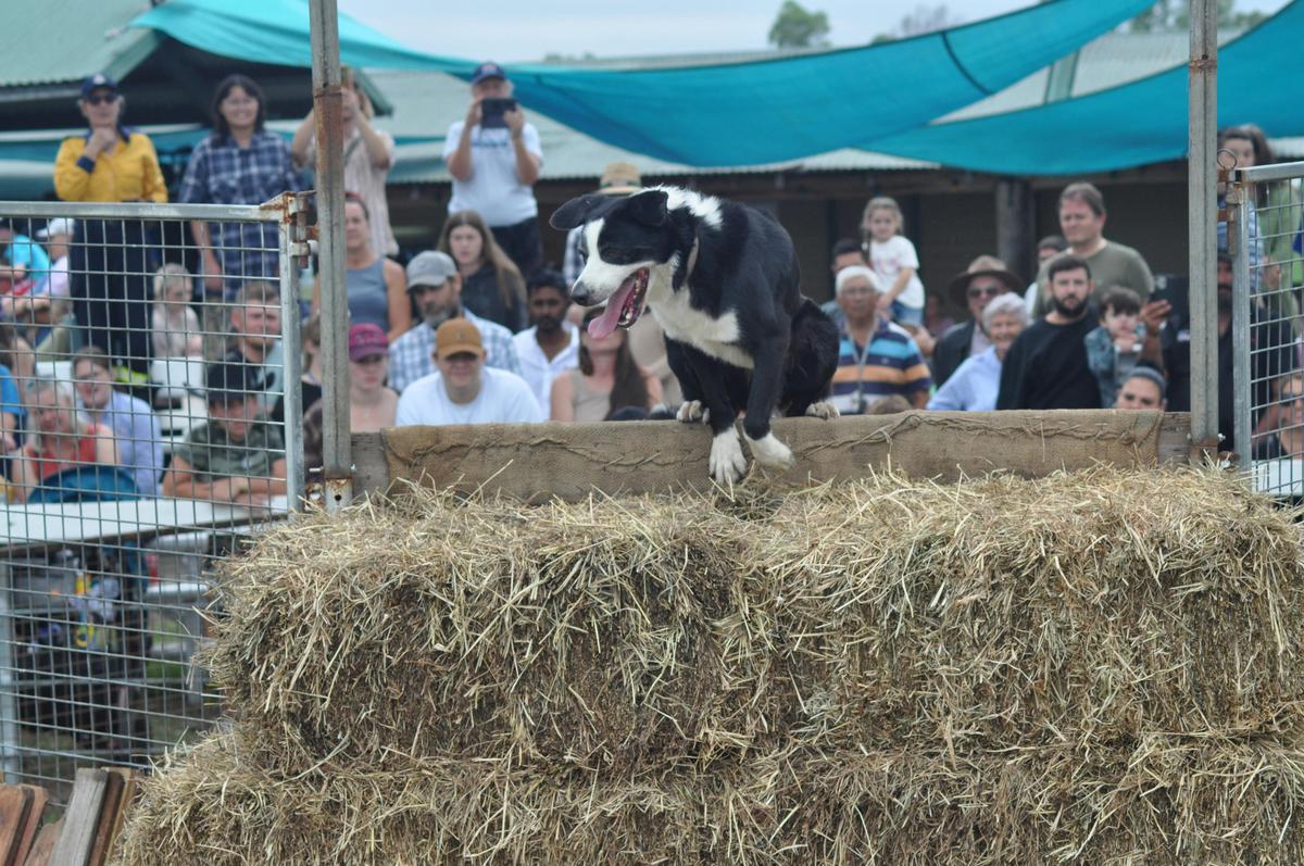 Dog High Jump