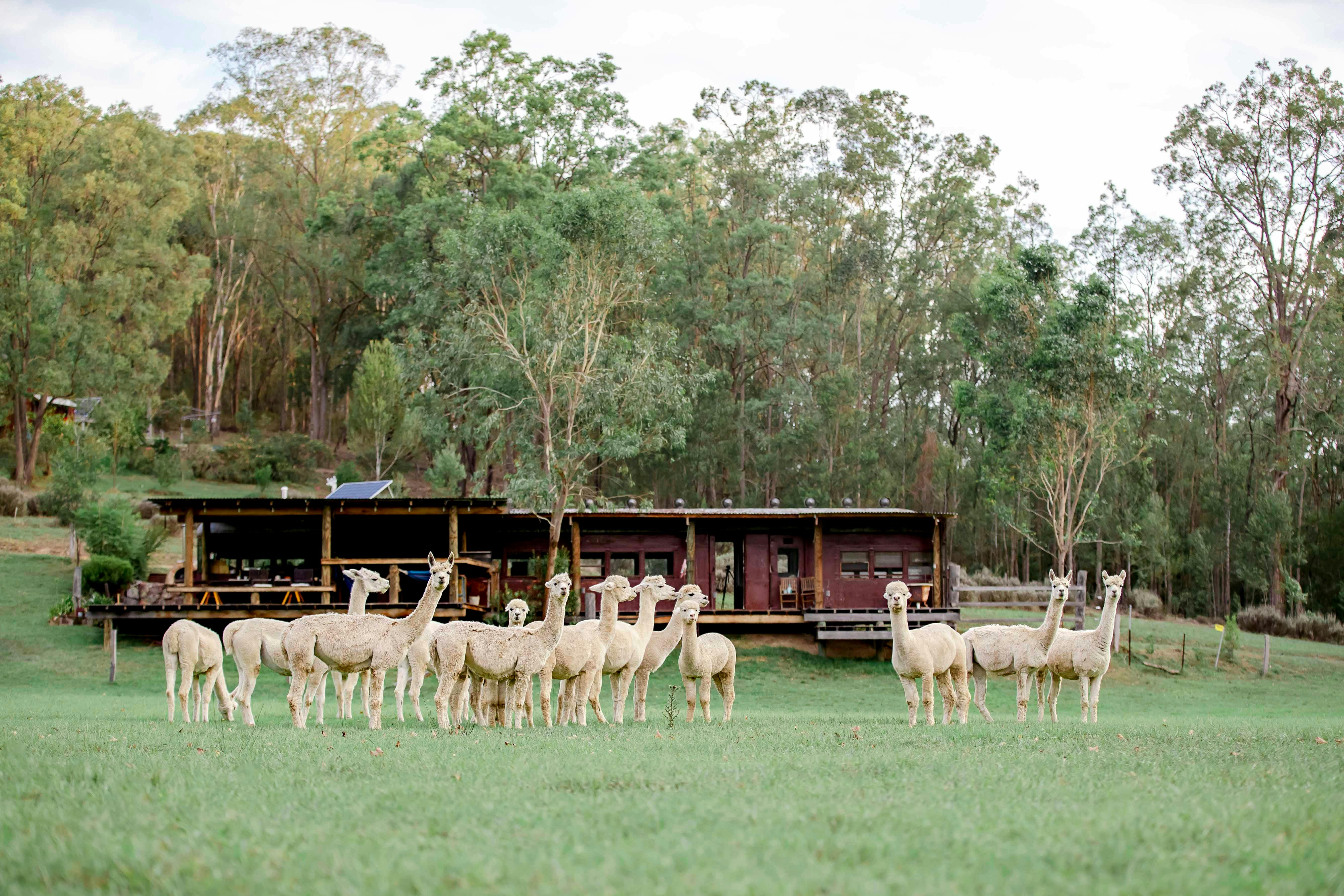 Little Valley Farm Train workshop