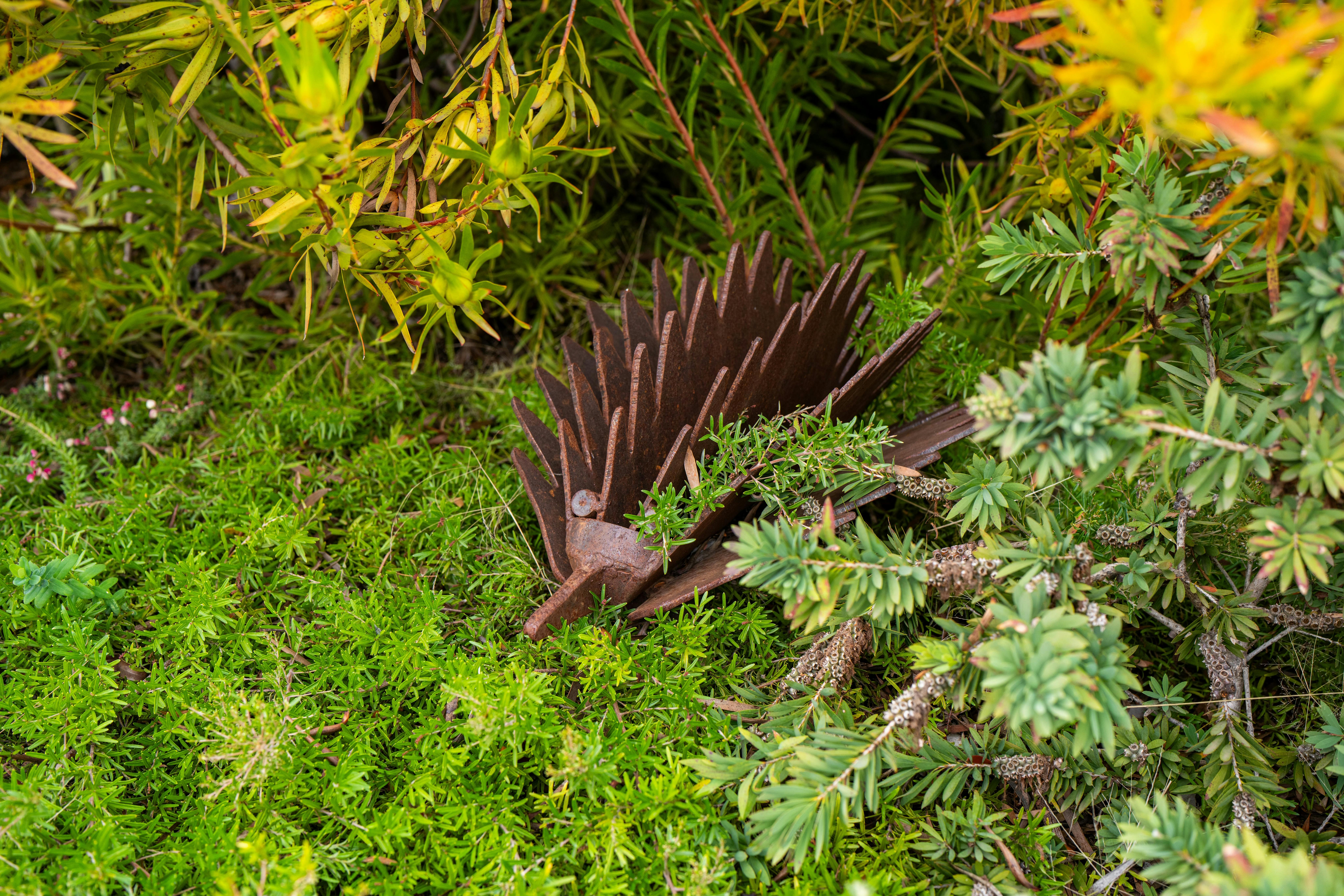 Coleambally Sculpture Trail echidna