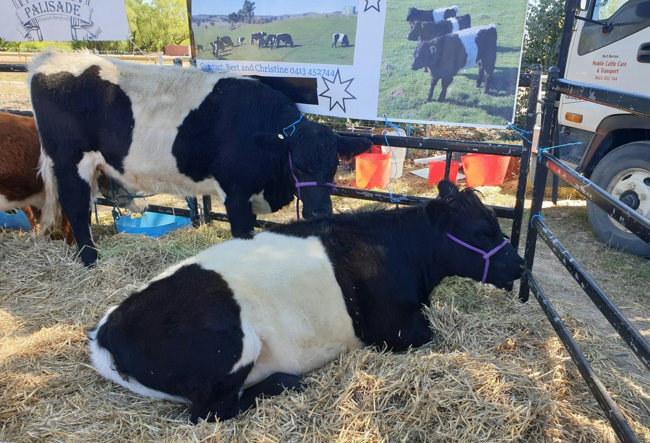 Belted Galloway Cattle