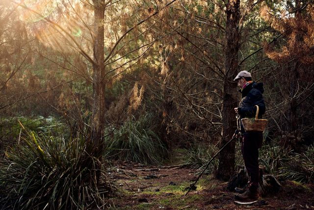 Mushroom Foraging Workshop - Southern Highlands