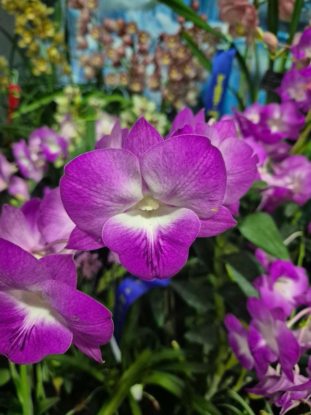 Dendrobium Orchid