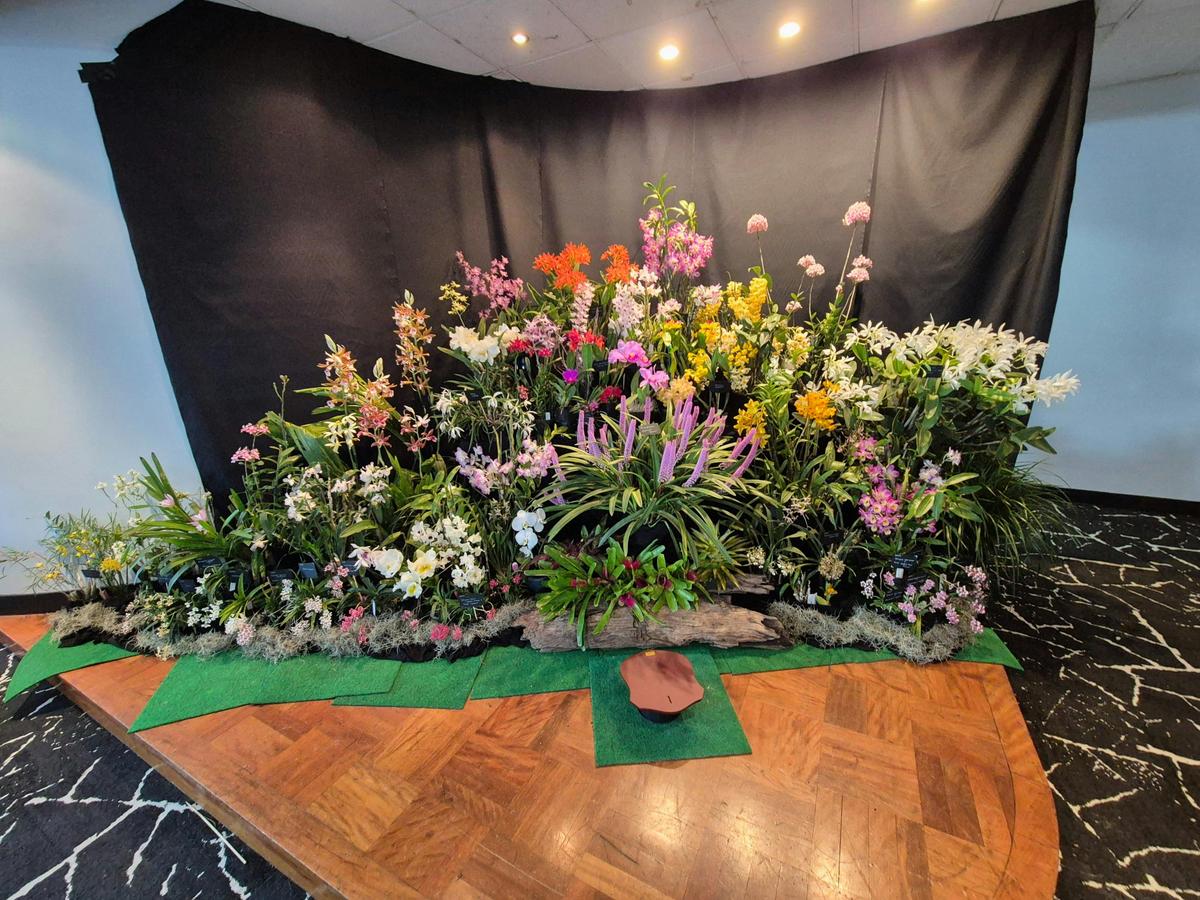 Orchid Society Display