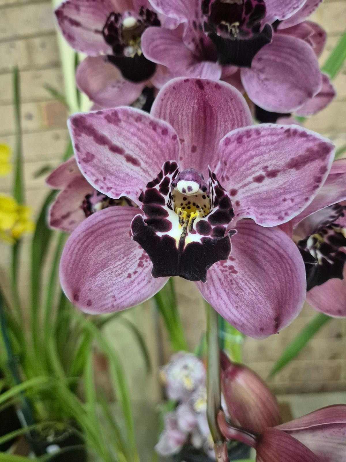Cymbidium Orchid