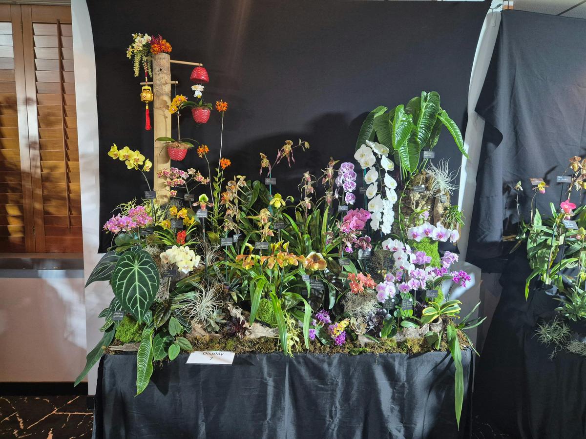 Tabletop Orchid Display