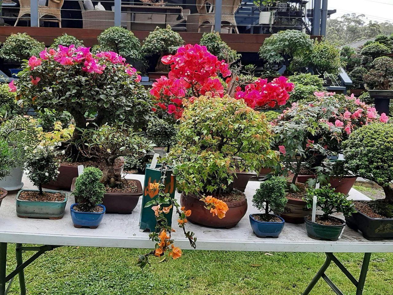 Beautiful bonsai