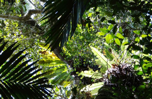 Byrrill Creek Walking Track