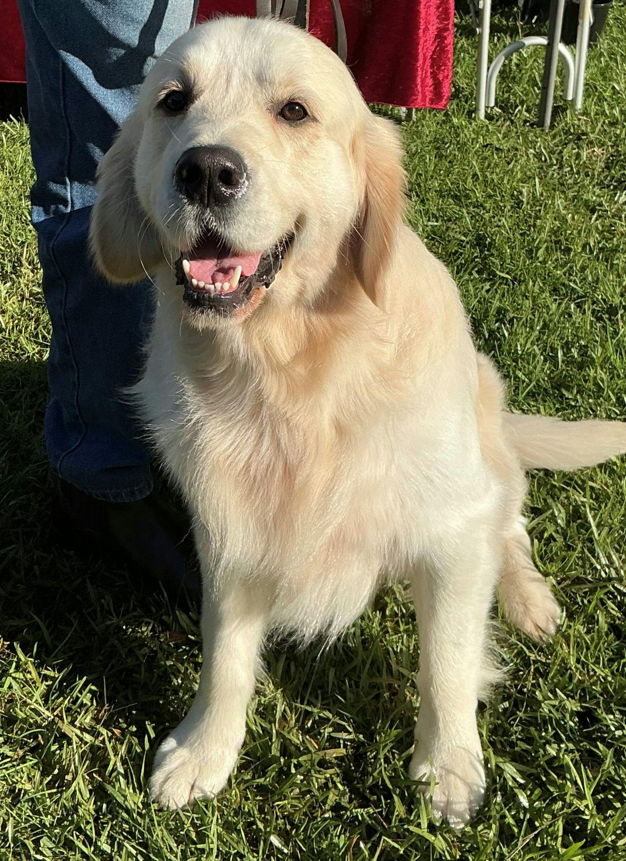 Dog