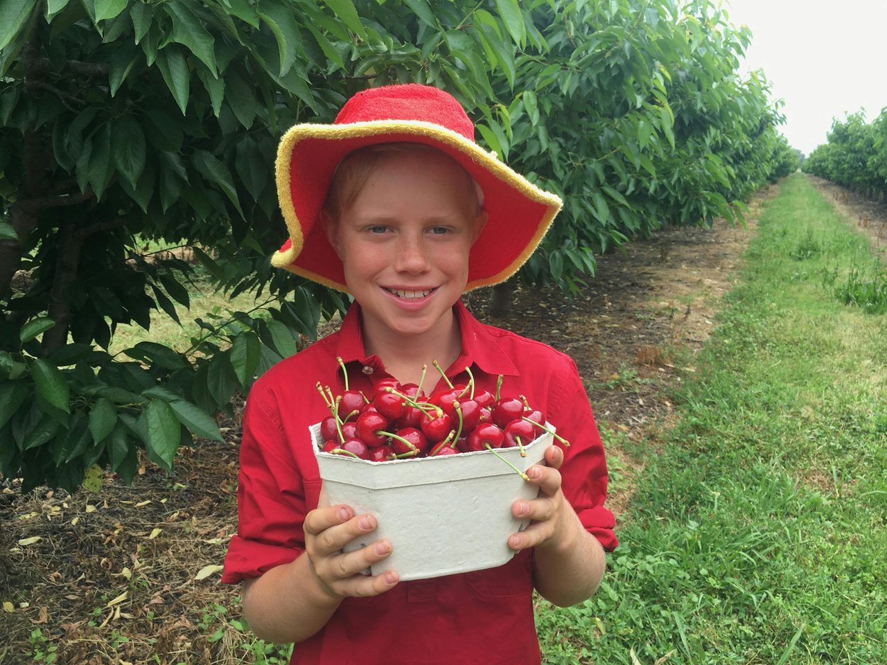 Cherry picking