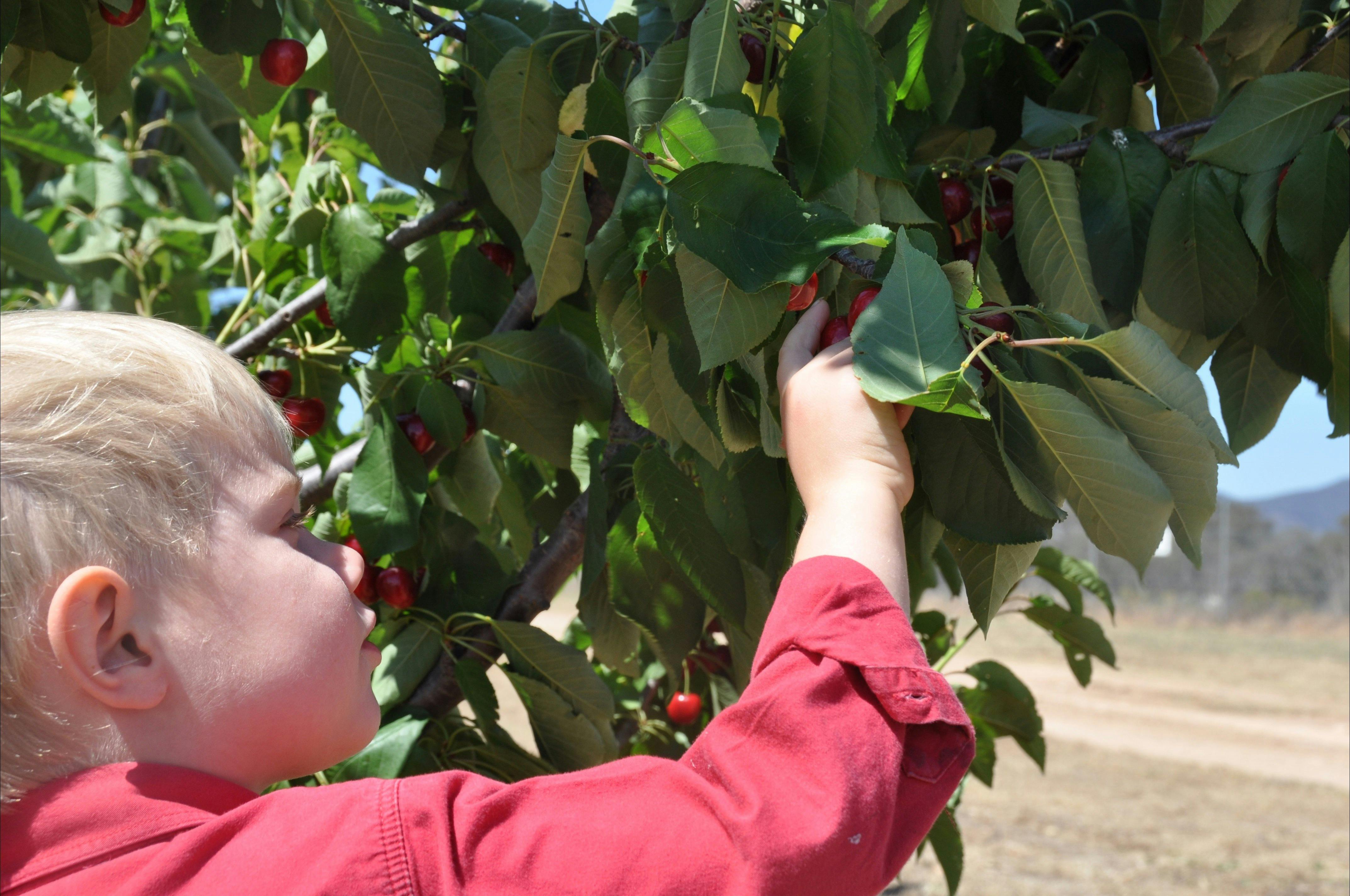 Selecting the best cherries!