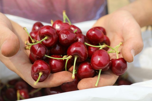 Cherry Picking at Roth Family Orchard Mudgee