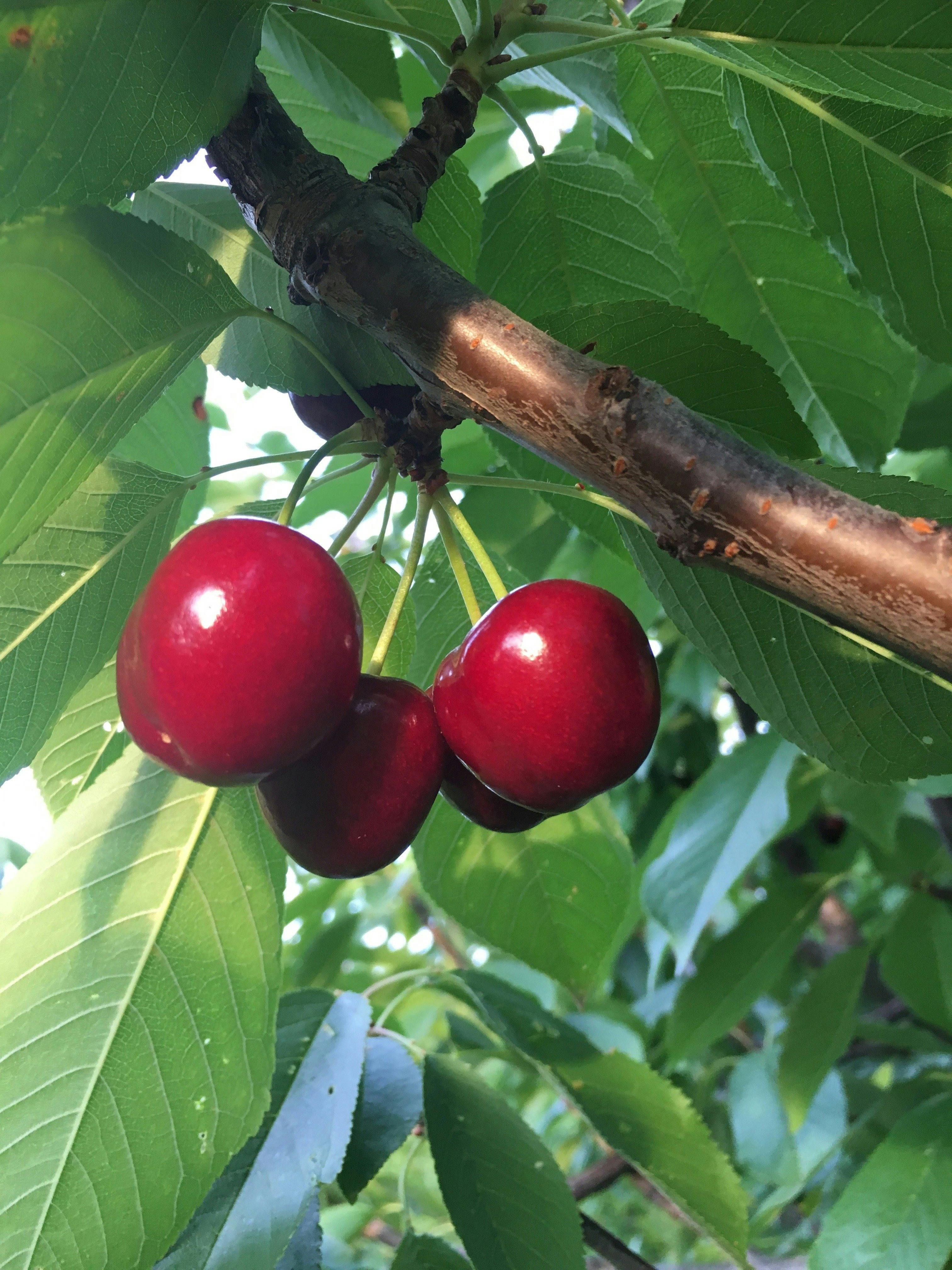 Tasty, quality cherries