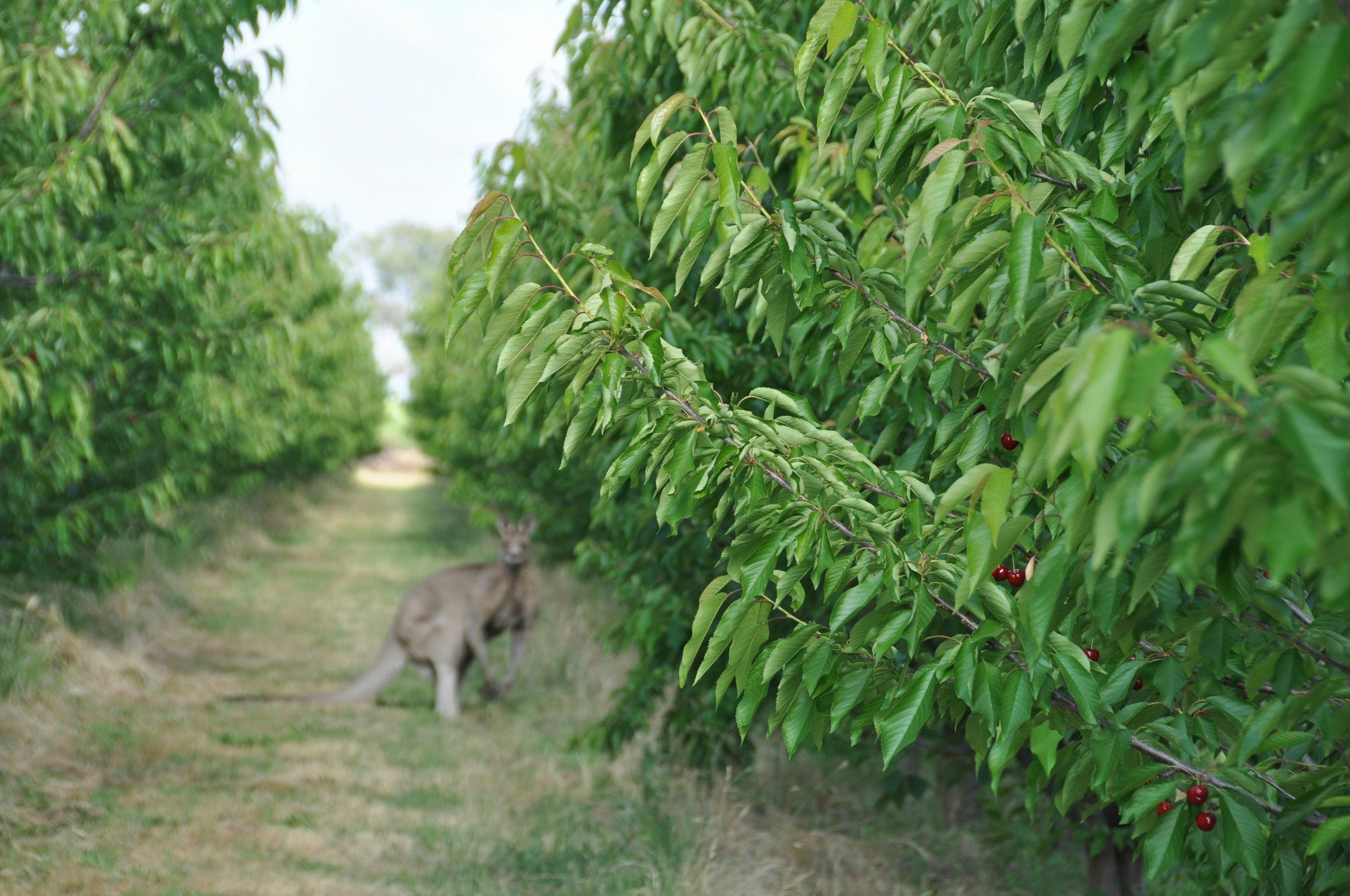 Kangaroo in the orchard