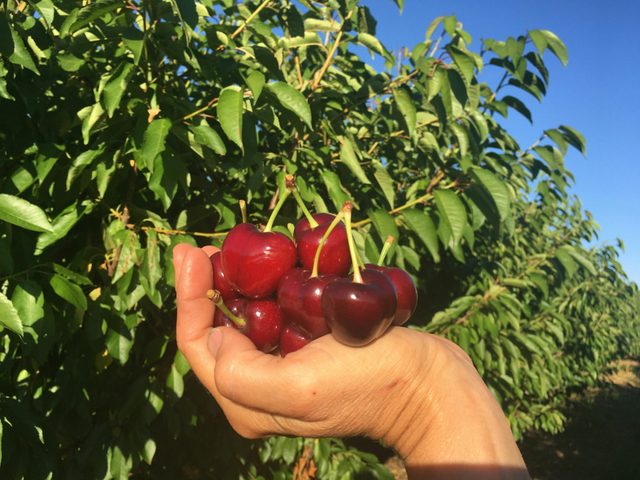 Cherry Picking at Roth Family Orchard Mudgee