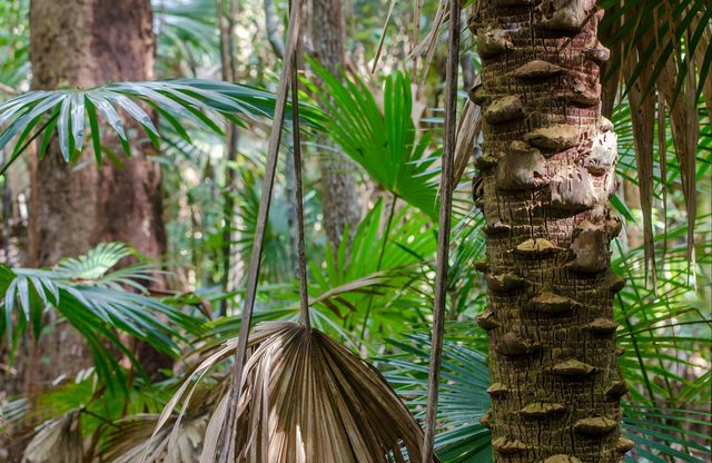 Cabbage Palm Loop Walking Track