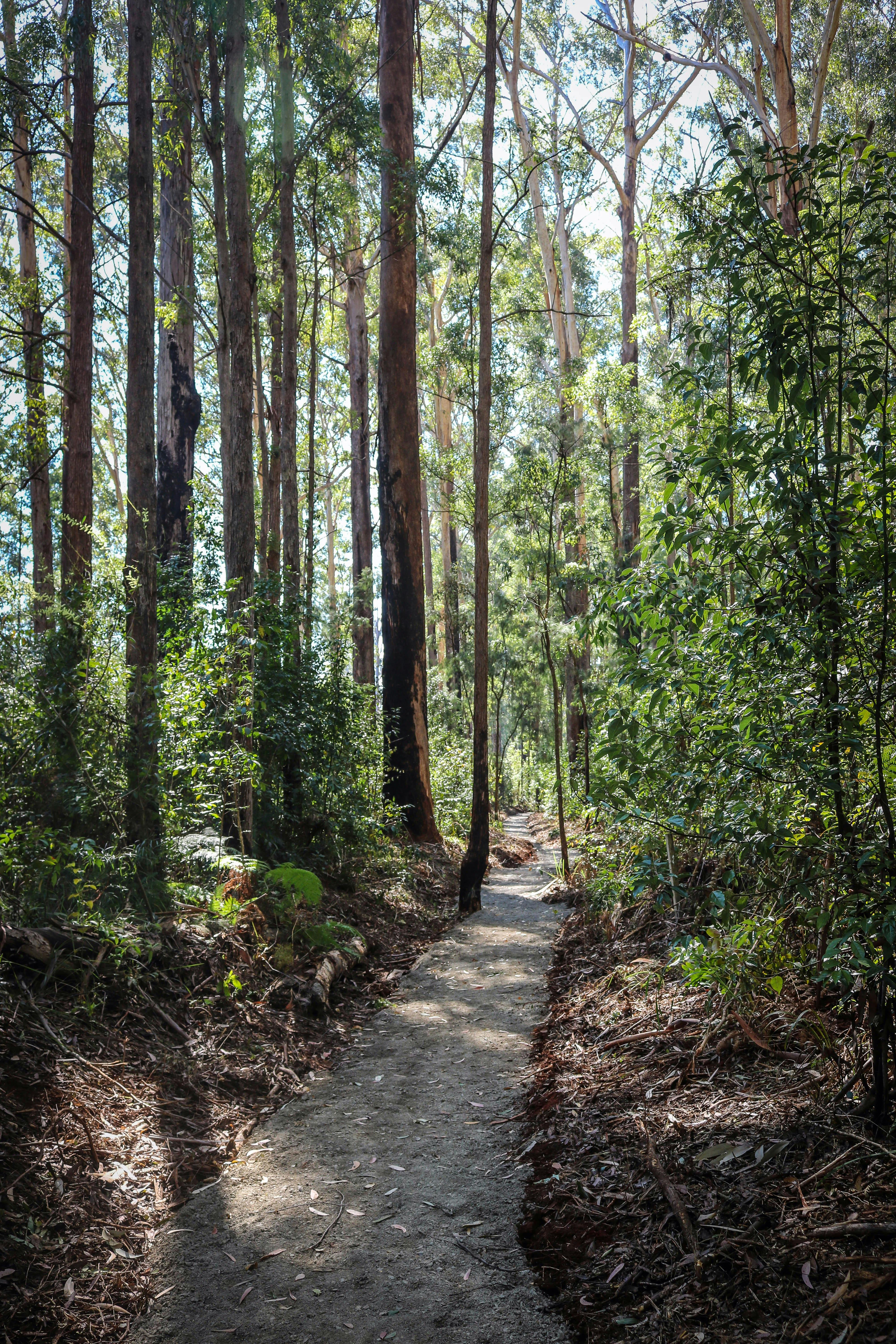 Tall Trees Walking Track