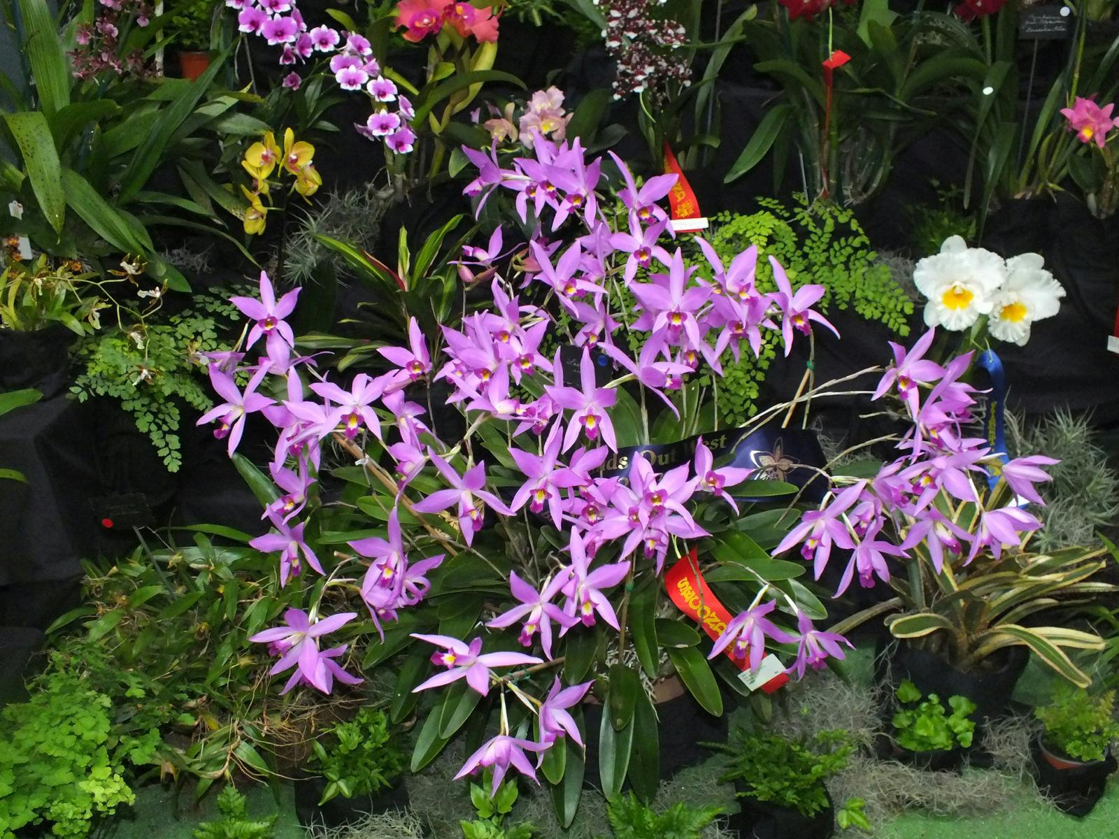 Champion Specimen 2023