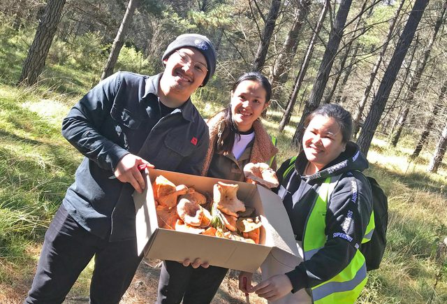 Mushroom Foraging Workshop - Lithgow