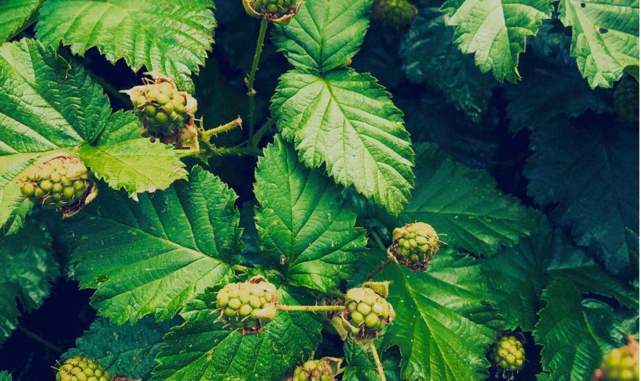 Permaculture