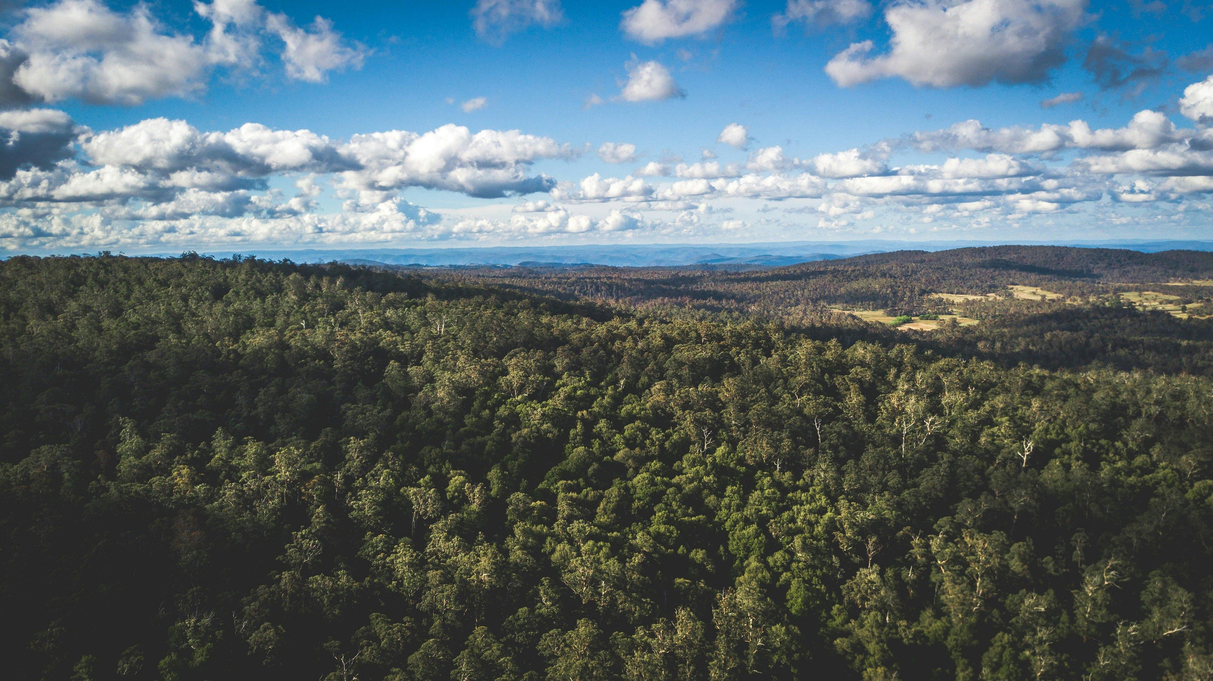 Cobark Lookout views