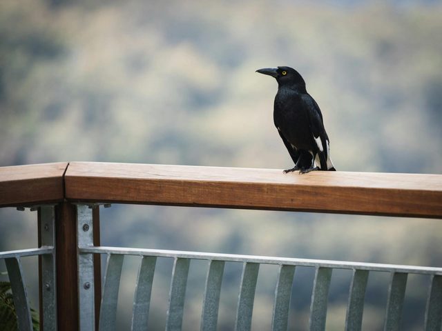 Cobark Lookout - Barrington Tops State Forest