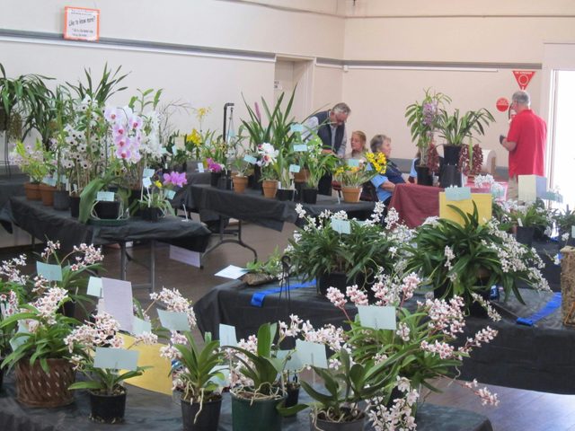 Sapphire Coast Orchid Club Summer Orchid Show