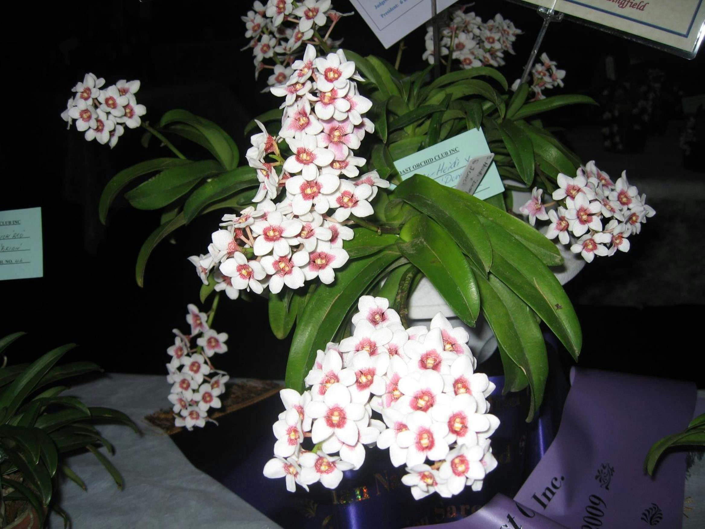 An example of a champion Sarcochilus Orchid