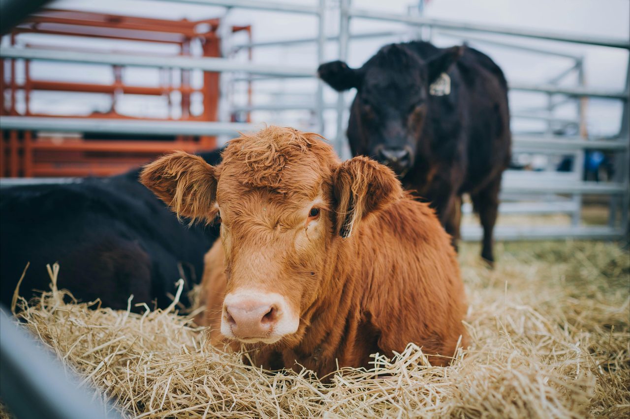 Cow cattle Limousin