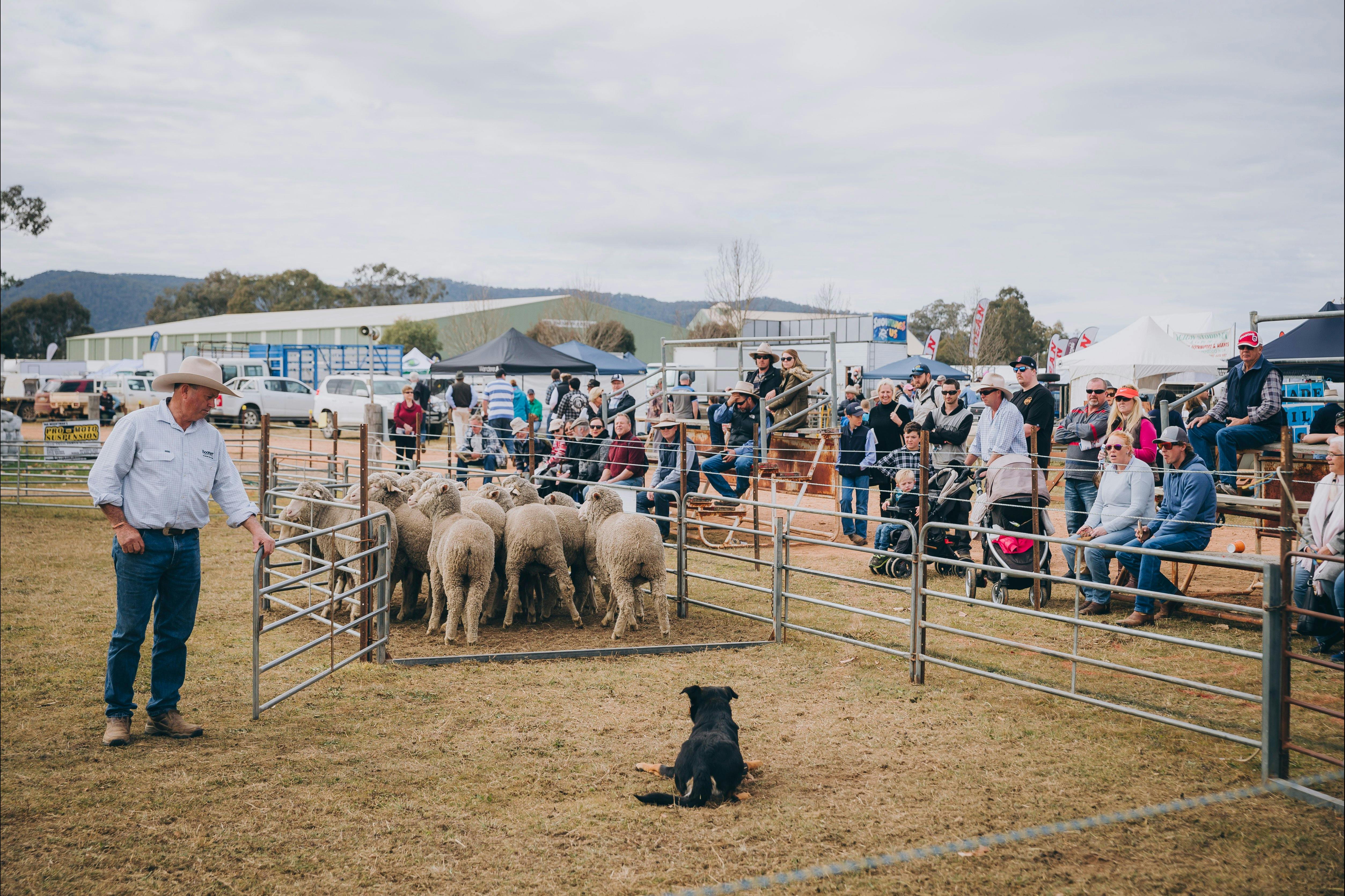 Sheep dog trial