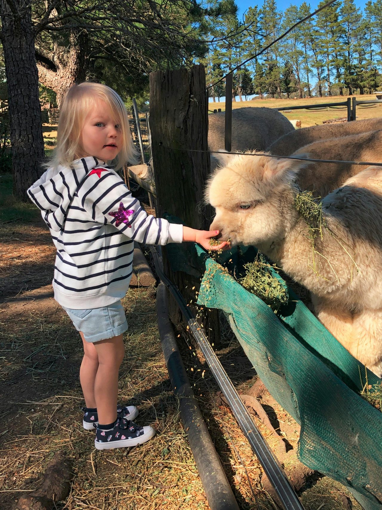 Alpaca Photos