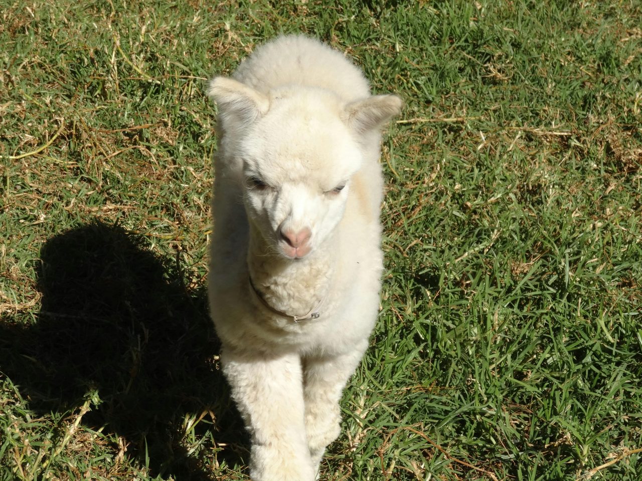 Adorable Cria