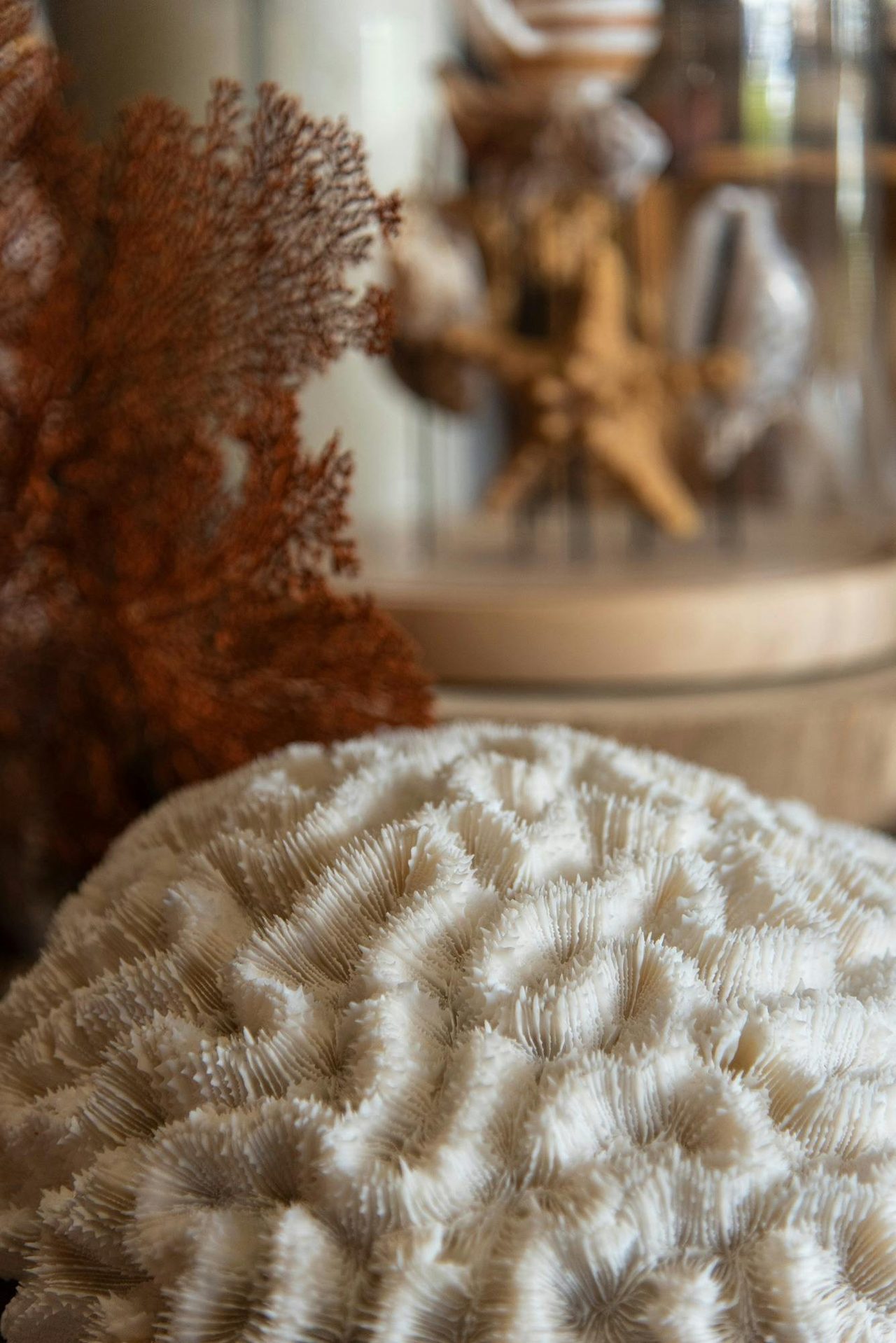 Sea Treasures