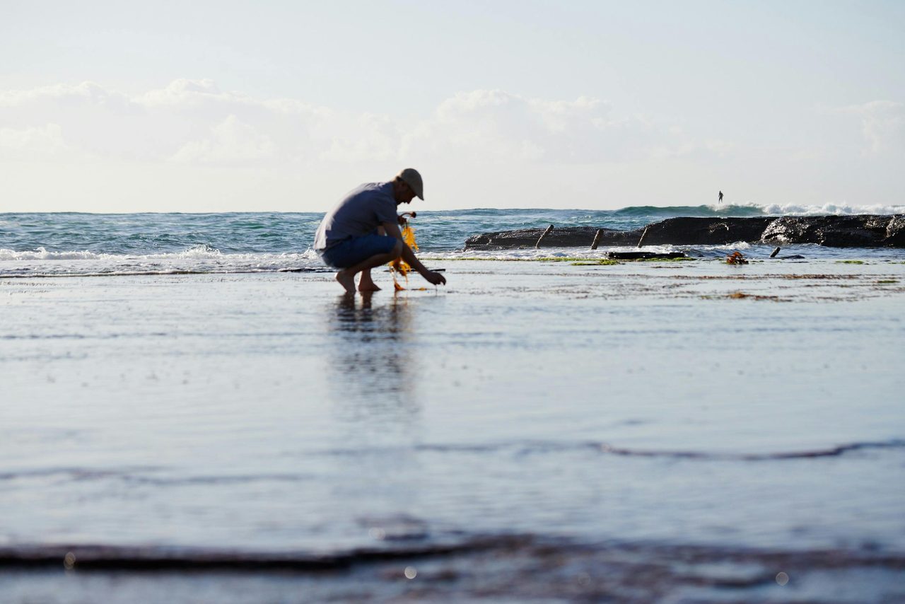Seaside foraging for seaweeds