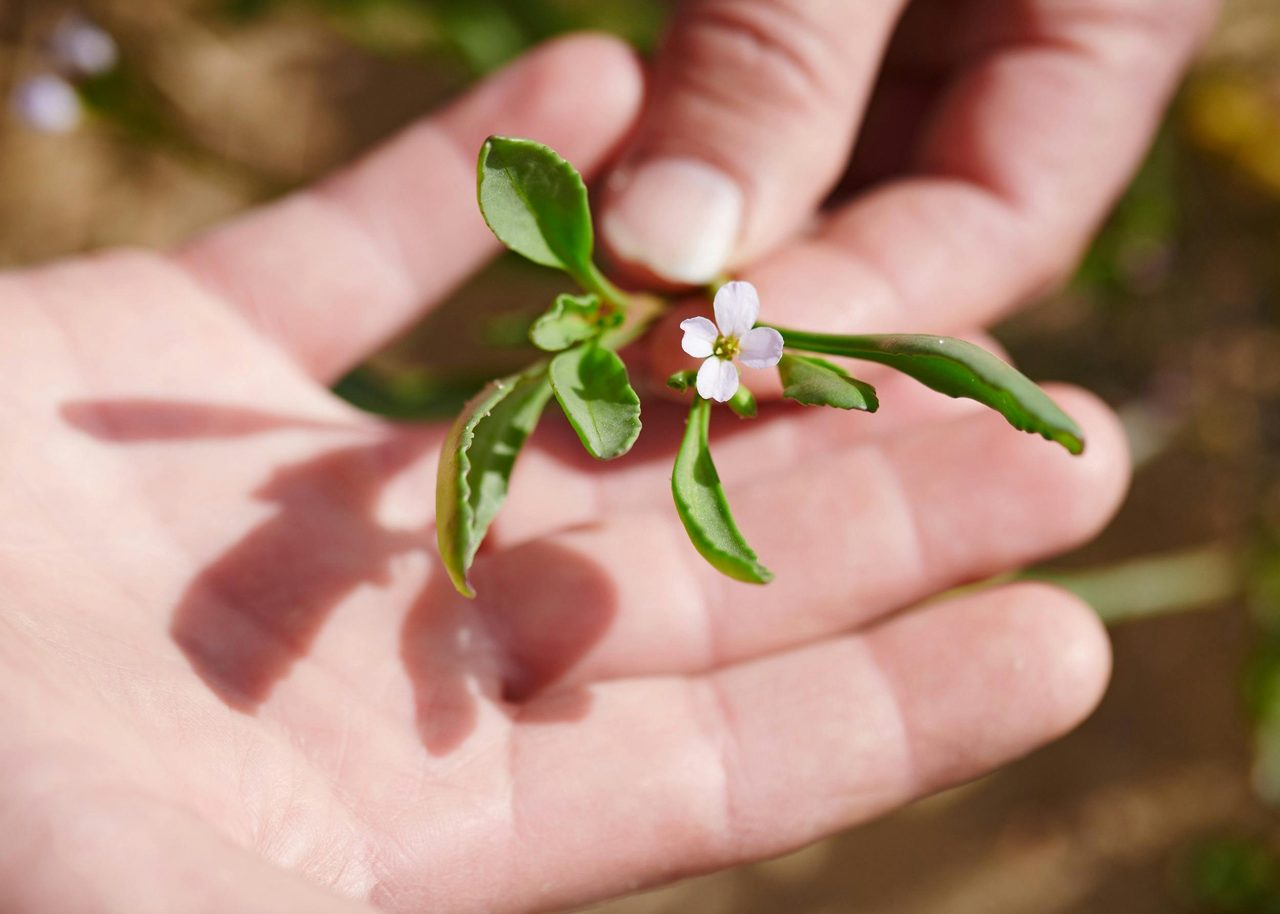 Sea mustard- A spicy edible by the sea