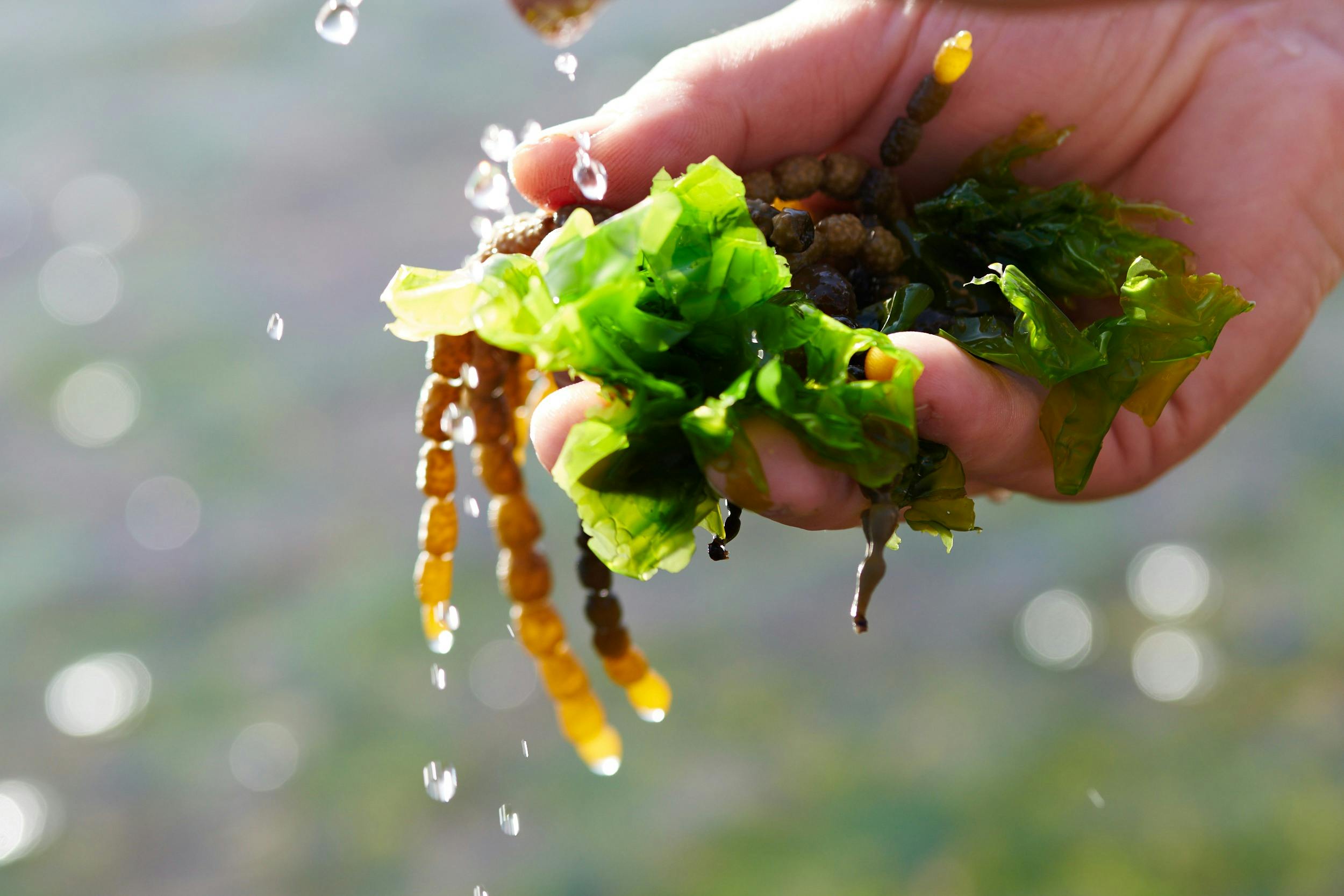 A handful of edible seaweeds