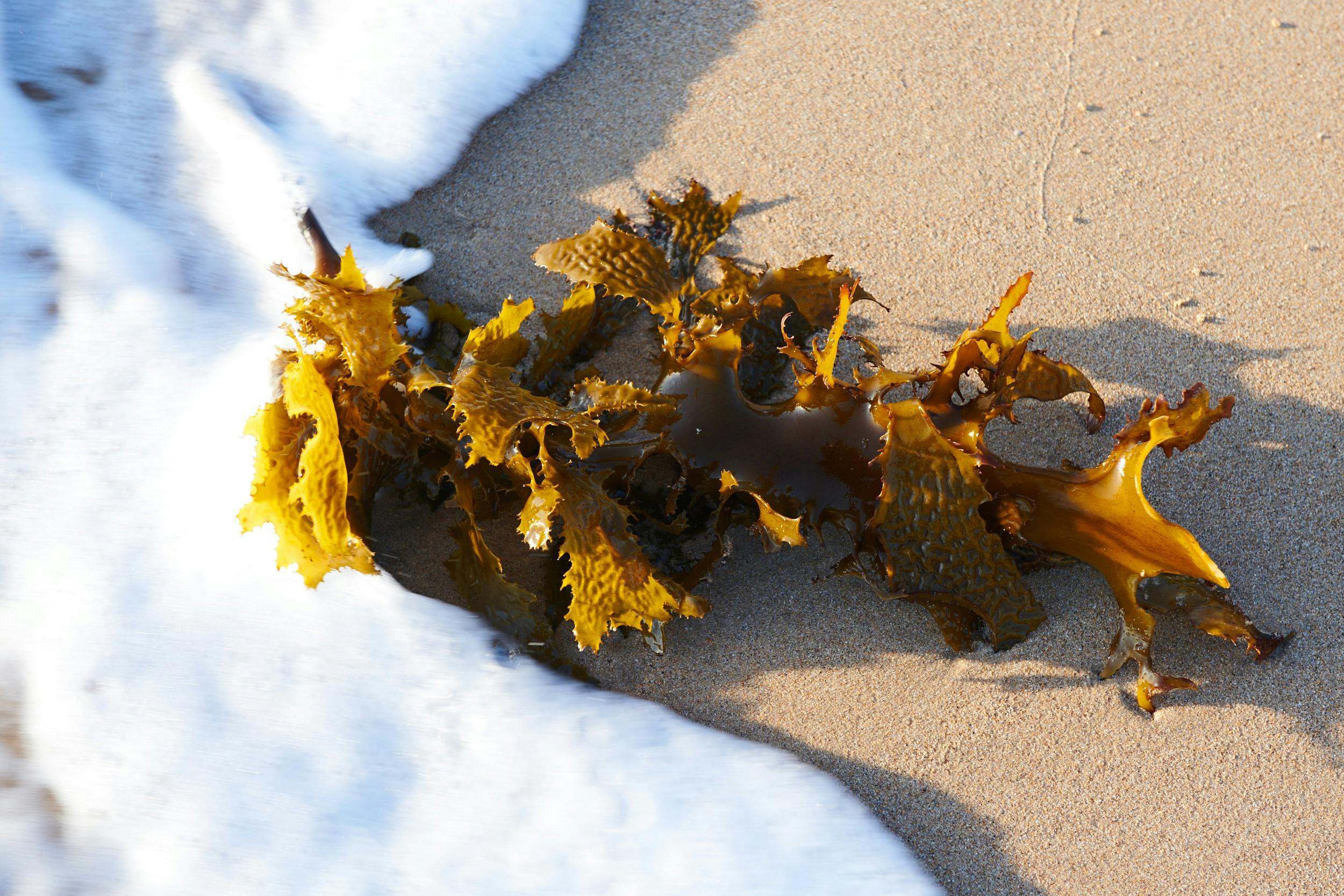 Golden kelp by the beach- Edible seaweed