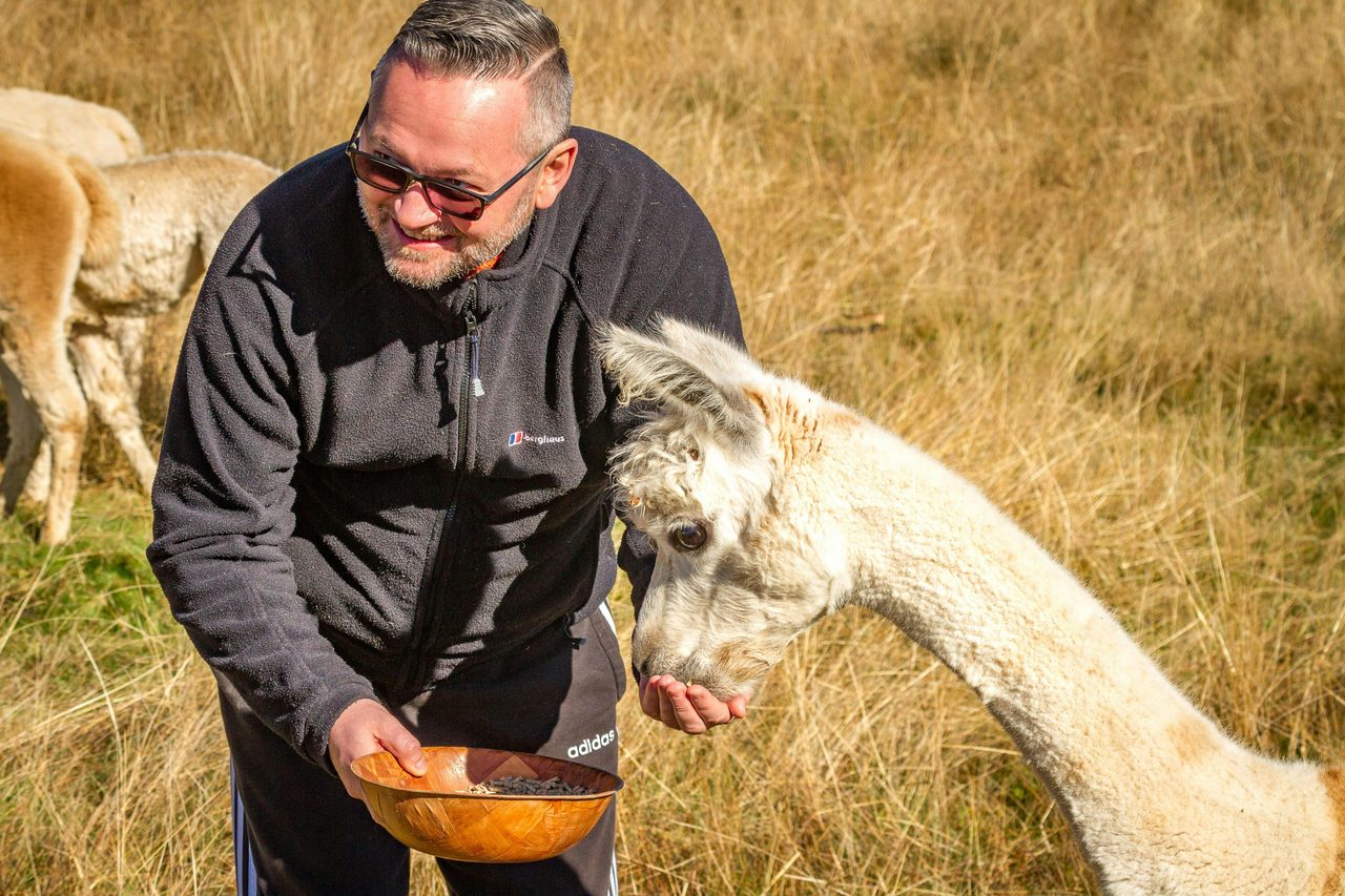 Feeding alpacas