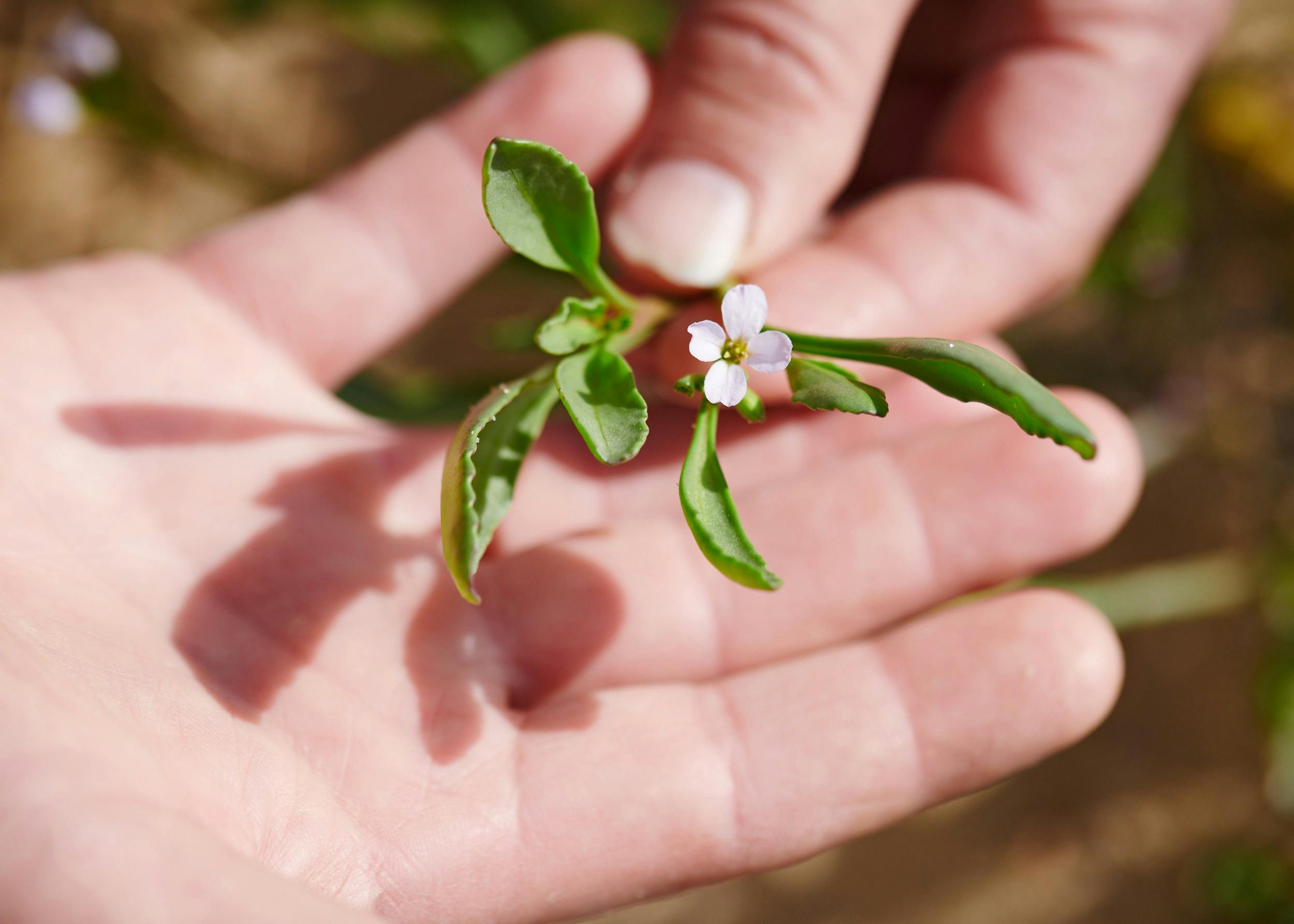 Sea mustard- A spicy edible by the sea