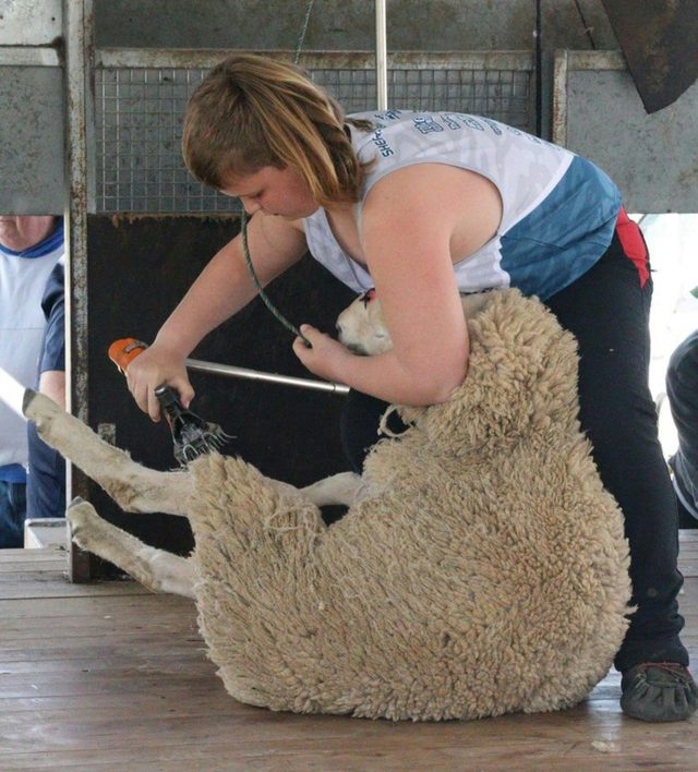 Shearers Showdown Crookwell