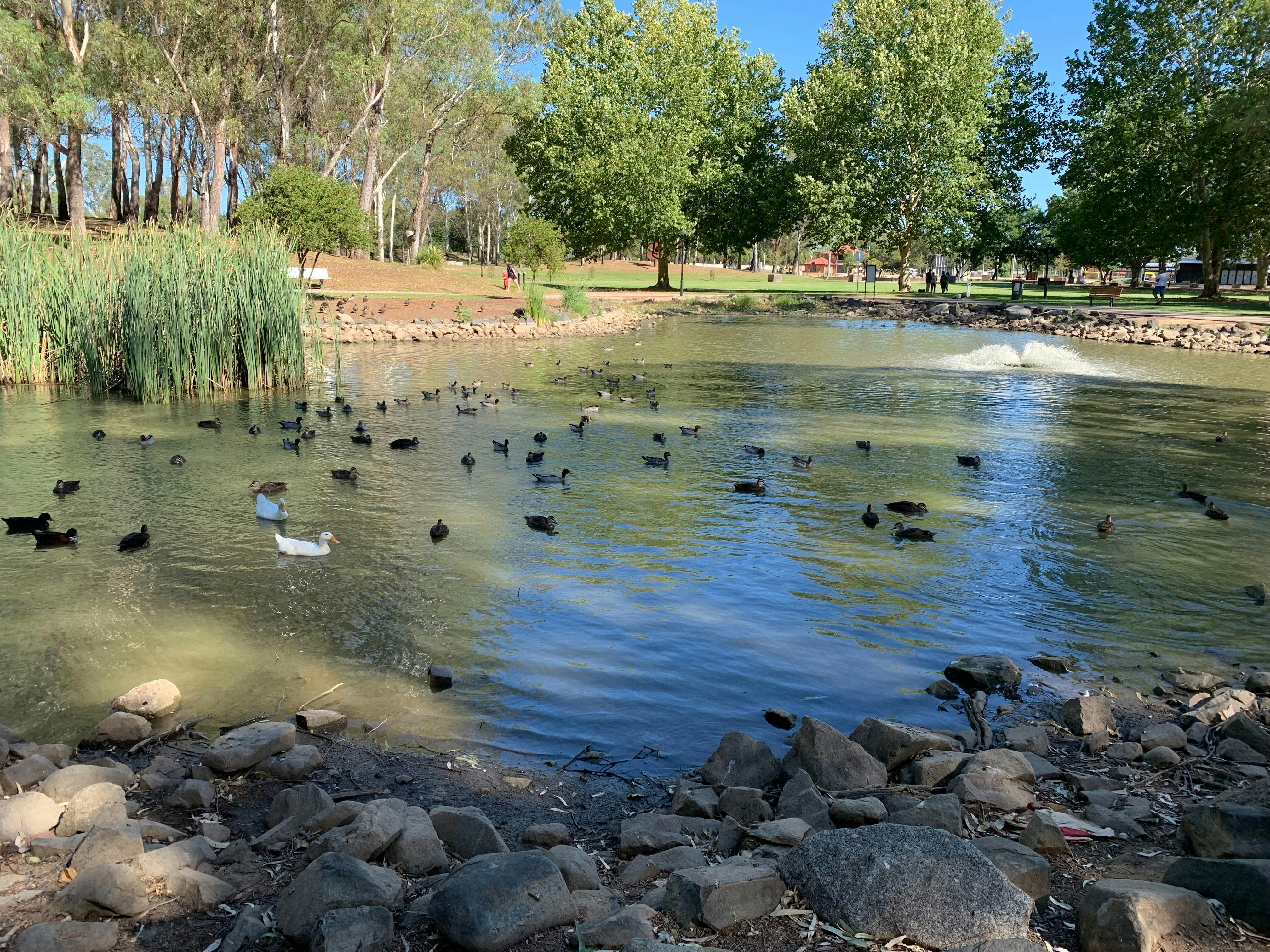Bicentennial Park Lake