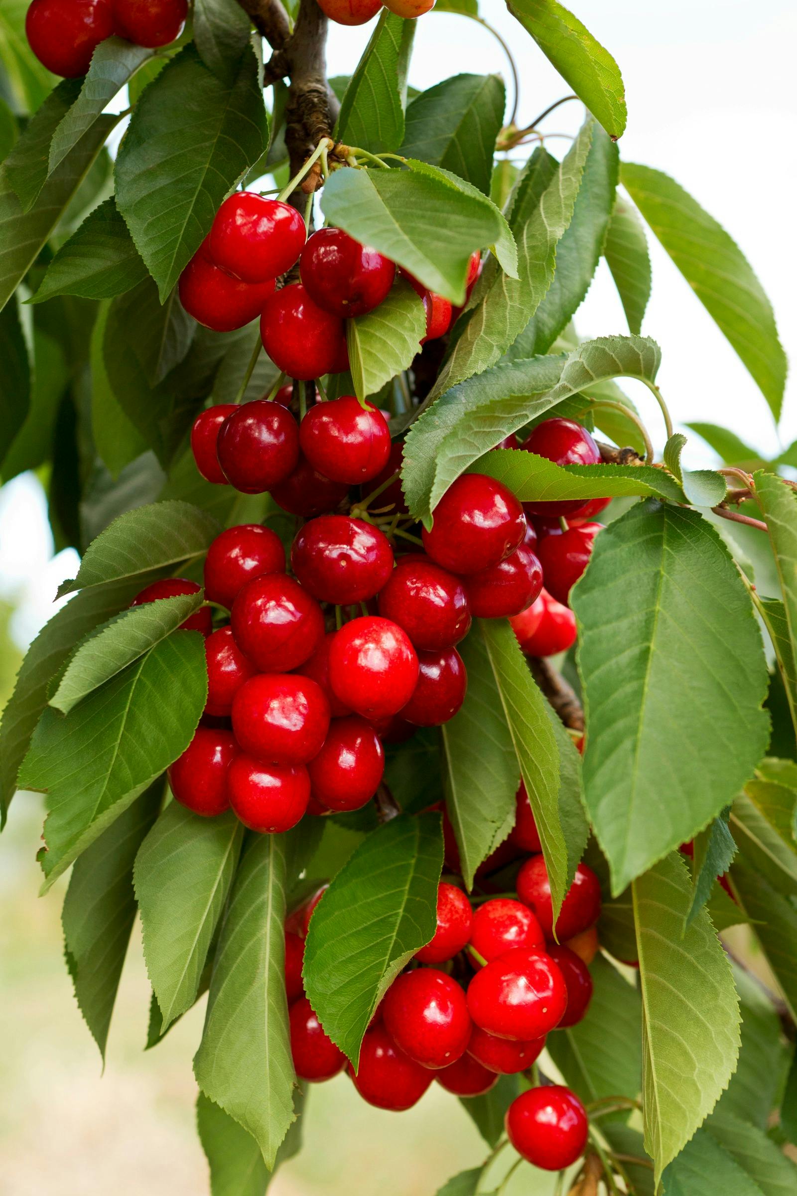 Bright red cherries on tree