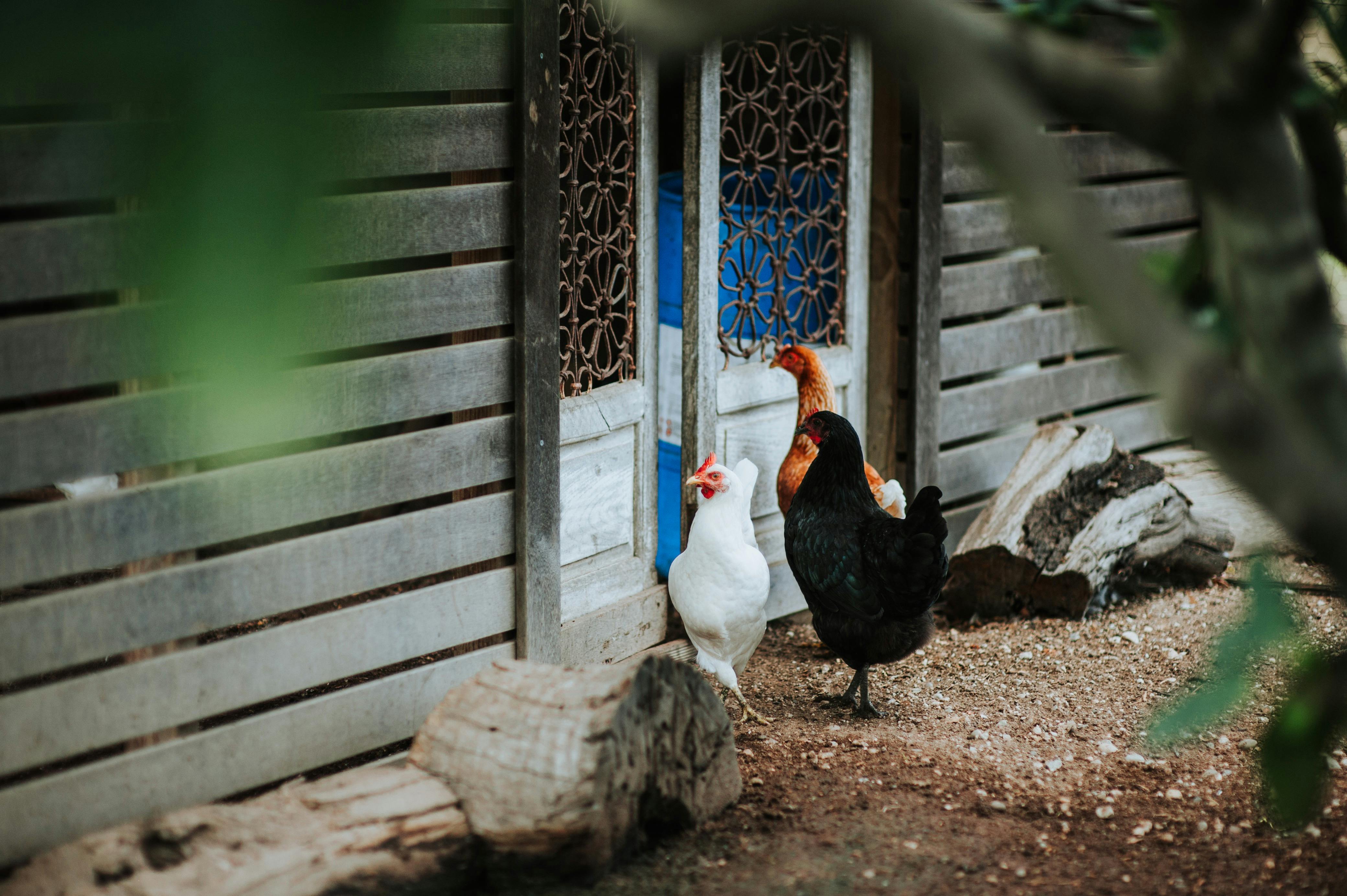 Margan hens and rooster roam free amongst our orchard