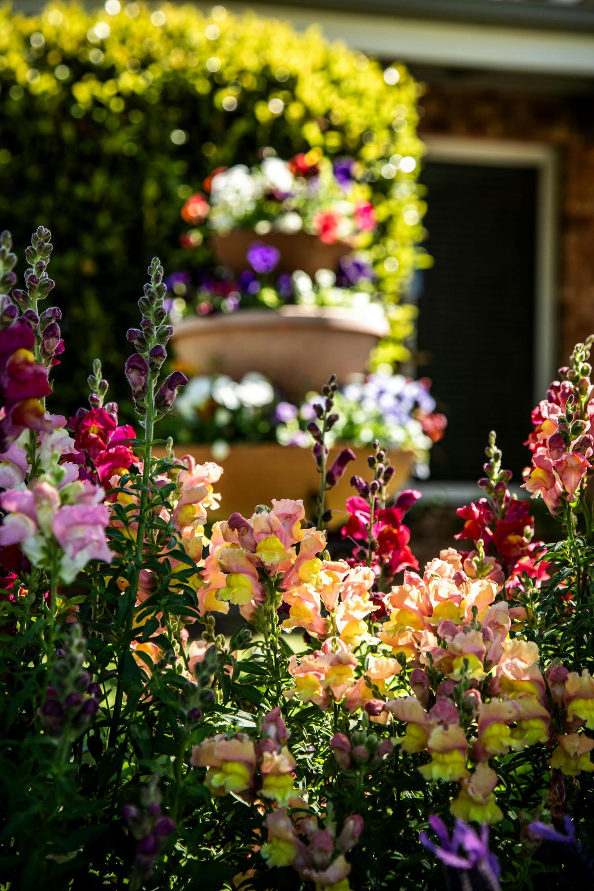 Spring Flowers