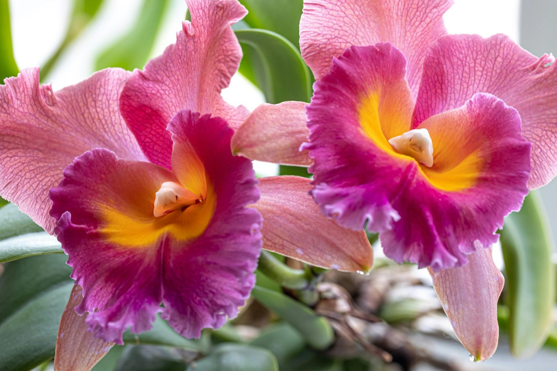 Wagga Wagga Orchid Society Gathering